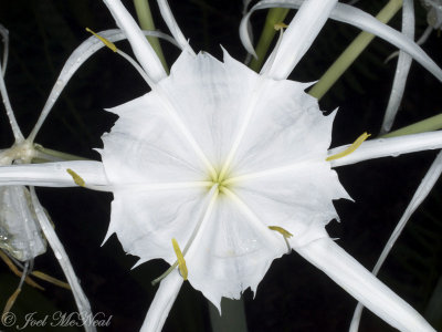 Woodland Spider Lily: Hymenocallis occidentalis, Paulding Co., GA