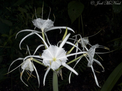 Woodland Spider Lily: Hymenocallis occidentalis, Paulding Co., GA