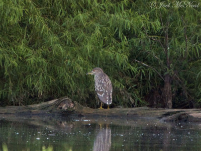 juv. Black-crowned Night-Heron: Bartow Co., GA