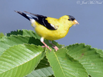 American Goldfinch: Cobb Co., GA