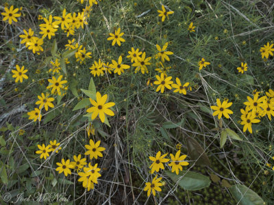 Showy Tickseed: Coreopsis pulchra, Little River Canyon National Preserve, DeKalb