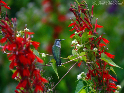 juvenile Ruby-throated Hummingbird, Climbing Hempvine, and Cardinal Flower