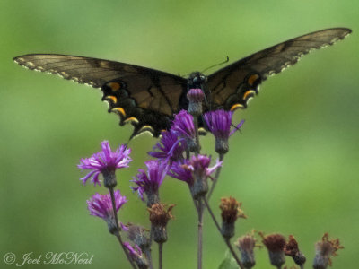 female dark morph Eastern Tiger Swallowtail on Ironweed