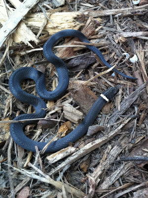 Ring-necked Snake; Cobb Co., GA