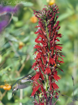 Ruby-throated Hummingbird on Cardinal Flower