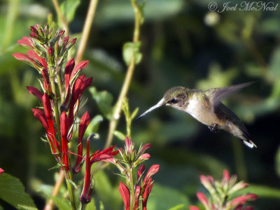 Ruby-throated Hummingbird on Cardinal Flower