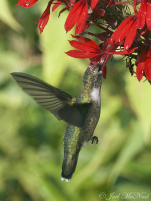 Ruby-throated Hummingbird on Cardinal Flower