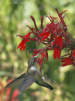 Ruby-throated Hummingbird on Cardinal Flower