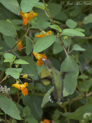 Ruby-throated Hummingbird on Spotted Jewelweed
