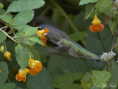 Ruby-throated Hummingbird on Spotted Jewelweed