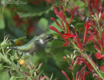 Ruby-throated Hummingbird on Cardinal Flower