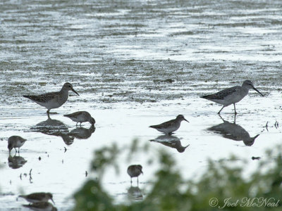 Stilt Sandpiper (right) with a Pectoral (left) and Least Sandpipers: Bartow Co., GA