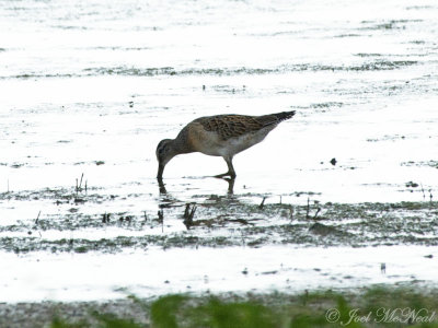 Long-billed Dowitcher: Bartow Co., GA