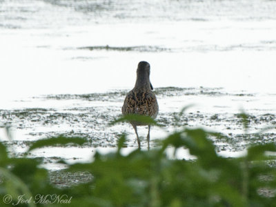 Long-billed Dowitcher: Bartow Co., GA