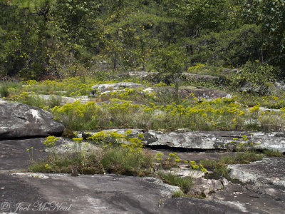 Moss Rock Preserve: Jefferson Co., AL