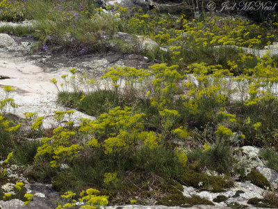 Nuttall's Rayless-Goldenrod: Bigelowia nuttallii- Moss Rock Preserve: Jefferson Co., AL