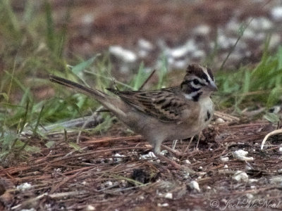 Lark Sparrow: Liberty Co., GA