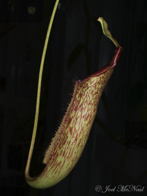 <i>Nepenthes</i> hybrid