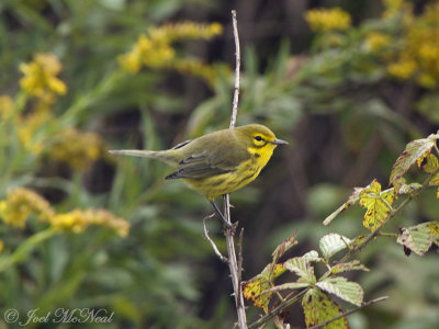 Prairie Warbler: Bartow Co., GA