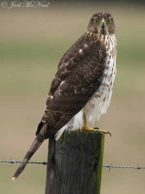 immature Cooper's Hawk: Bartow Co., GA