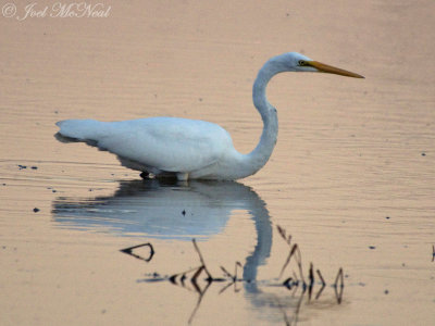 Great Egret: Bartow Co., GA