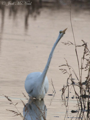 Great Egret: Bartow Co., GA