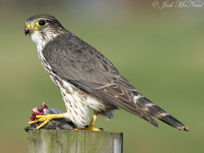 Merlin: Bartow Co., GA