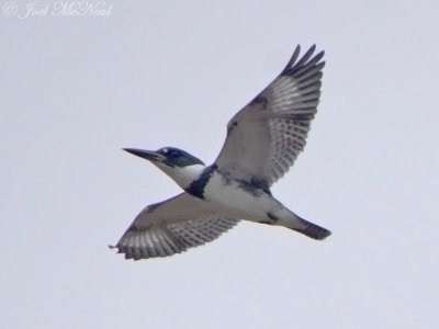 Belted Kingfisher: Cobb Co., GA