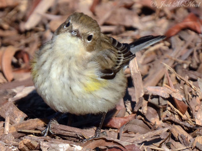 Yellow-rumped Warbler: Cobb Co., GA