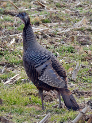 Wild Turkey: Bartow Co., GA