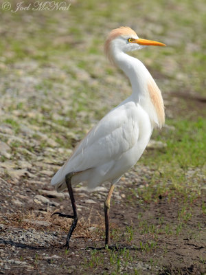 Cattle Egret: Bartow Co., GA