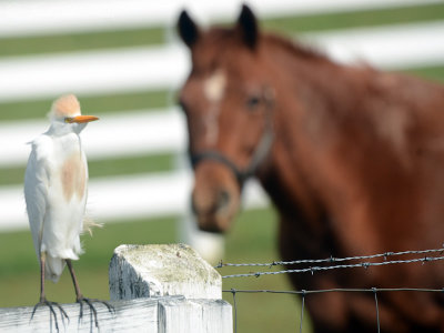 Cattle(?) Egret: Bartow Co., GA