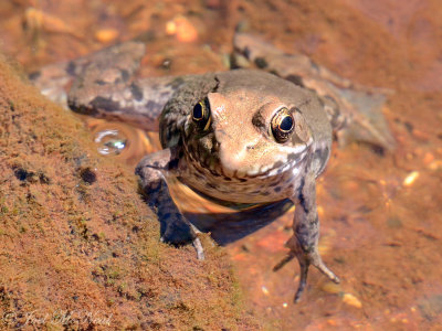 Bronzed Frog: Bartow Co., GA