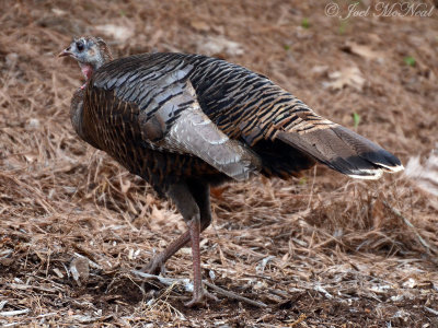 Wild Turkey: Kennesaw State University