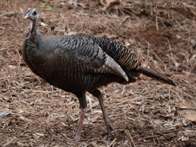 Wild Turkey: Kennesaw State University