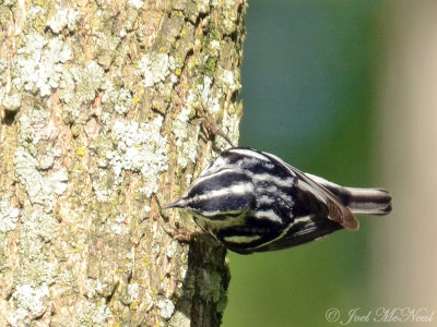 Black-and-White Warbler: Cobb Co., GA