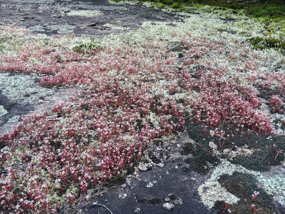 Elf Orpine (Diamorpha smallii) and lichens: Clarke Co., GA