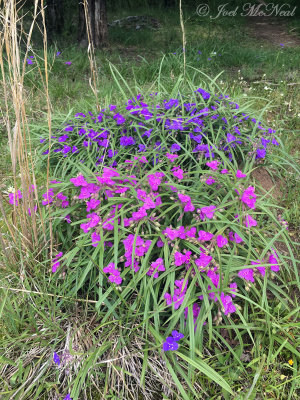 Hairy-stemmed Spiderwort: Tradescantia hirsuticaulis, Clarke Co., GA