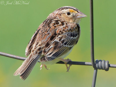 Grasshopper Sparrow: Bartow Co., GA