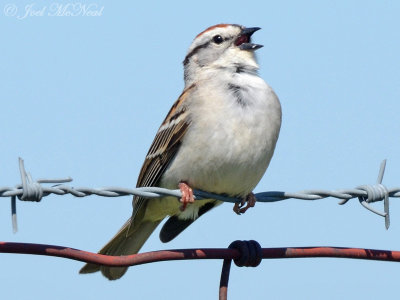 Chipping Sparrow: Bartow Co., GA