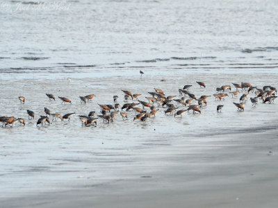 ~100 out of 900+ Red Knots: Liberty Co., GA