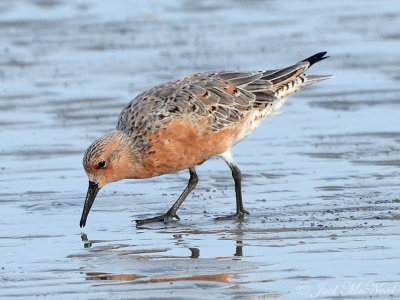 Red Knot: Liberty Co., GA