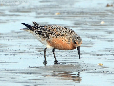 Red Knot: Liberty Co., GA