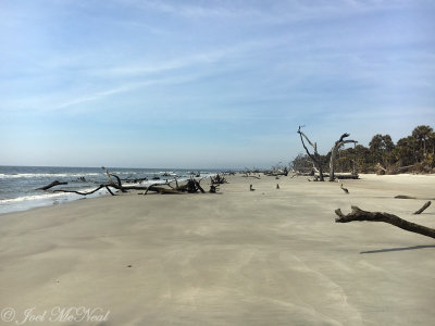 St. Catherines Island south beach; Liberty Co., GA