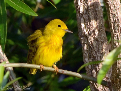 Yellow Warbler: Cobb Co., GA