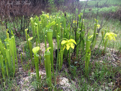 Green Pitcher Plant: Sarracenia oreophila
