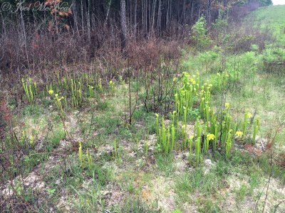 Green Pitcher Plant: Sarracenia oreophila