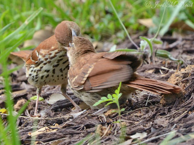 Brown Thrasher feeding fledgling: Cobb Co., GA
