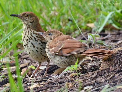 Brown Thrasher with fledgling: Cobb Co., GA