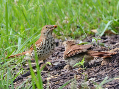 Brown Thrasher with fledgling: Cobb Co., GA
